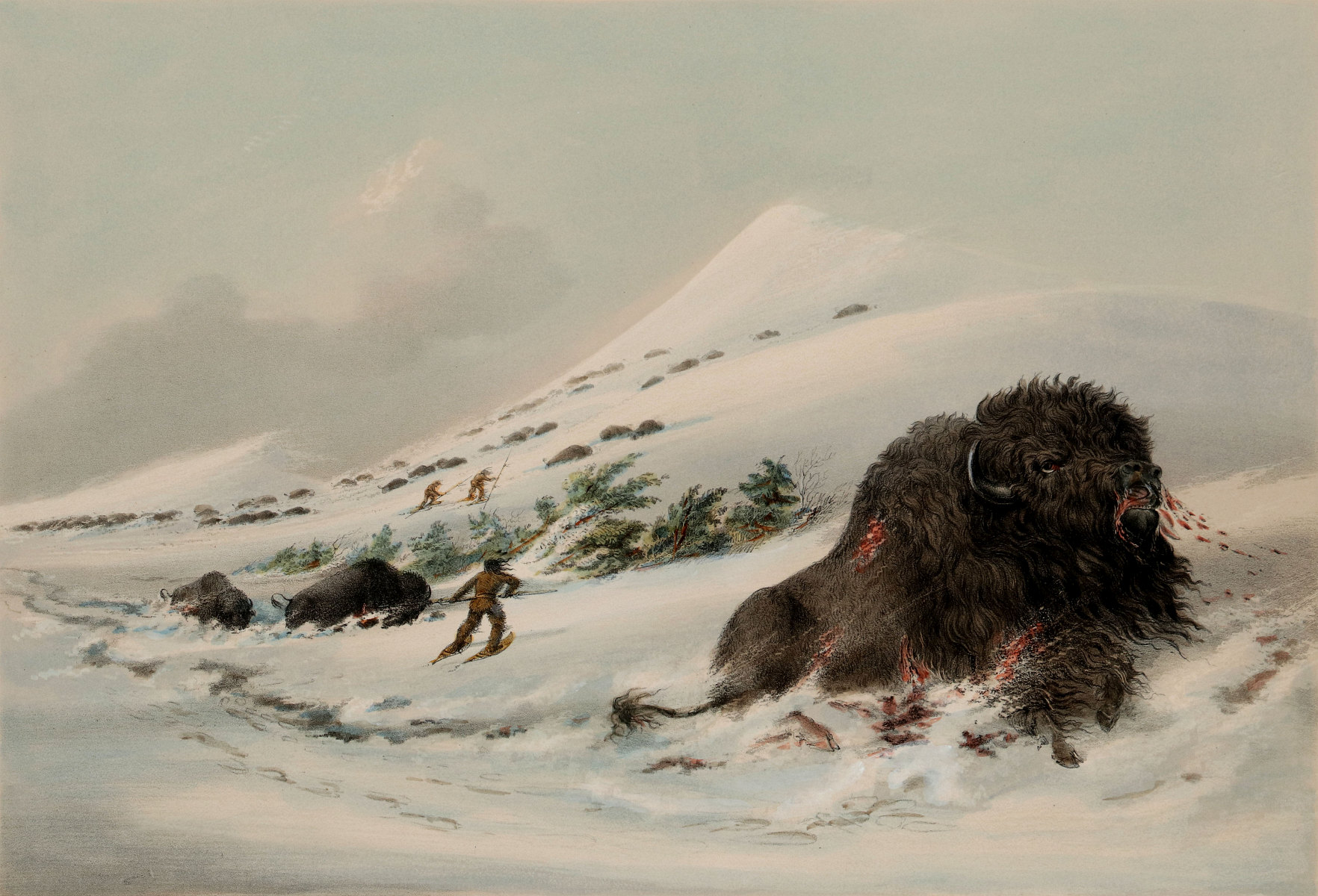 AFTER GEORGE CATLIN, DYING BUFFALO BULL IN SNOW...