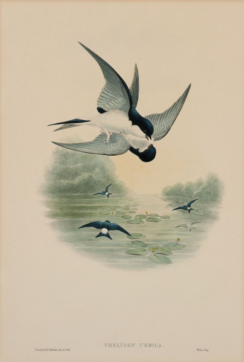 AFTER JOHN GOULD, HAND COLORED LITHOGRAPH