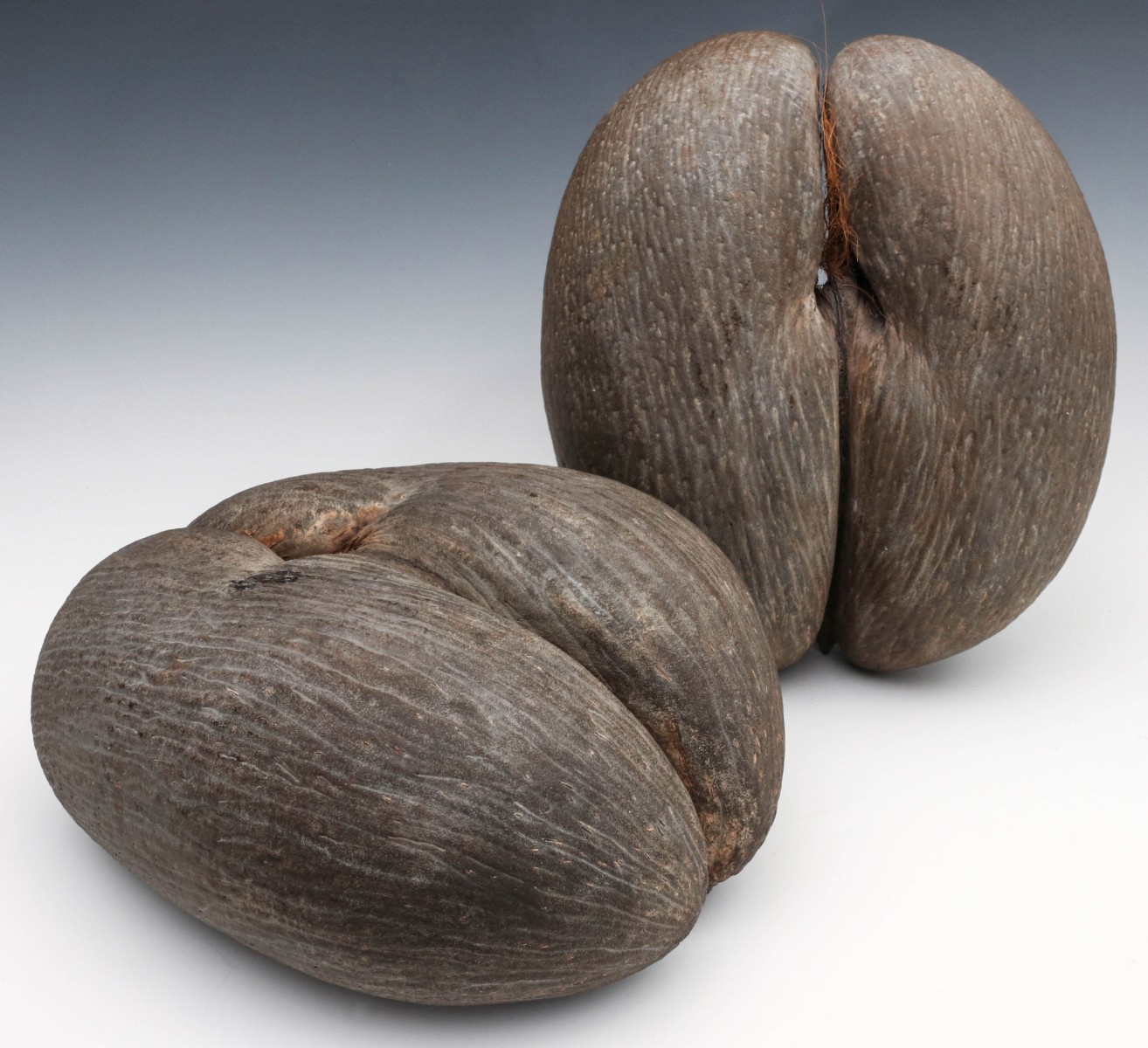 #375: TWO GIANT COCO DE MEER SEED PODS