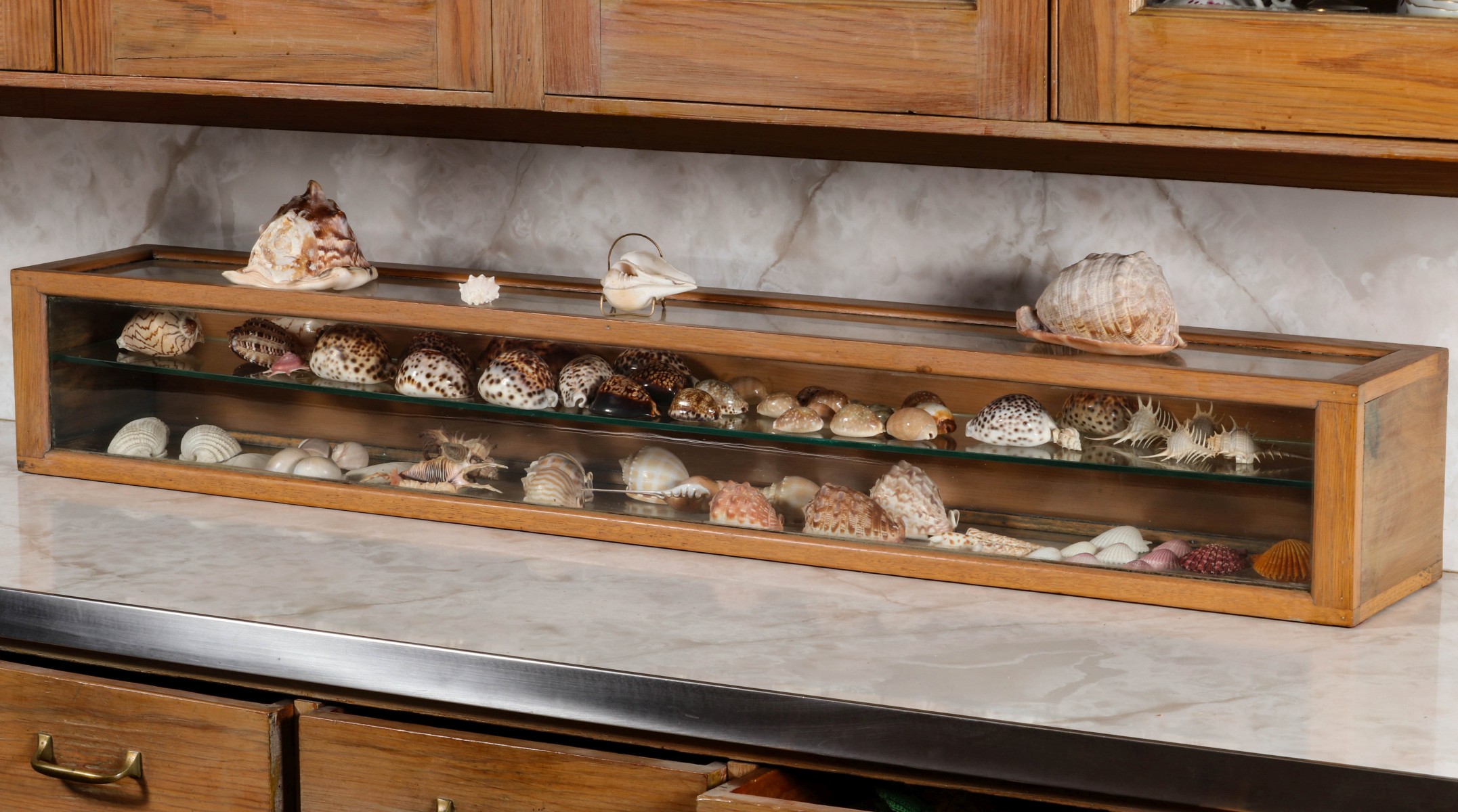 A 20TH C. COUNTERTOP SHOWCASE FILLED WITH SEA SHELLS