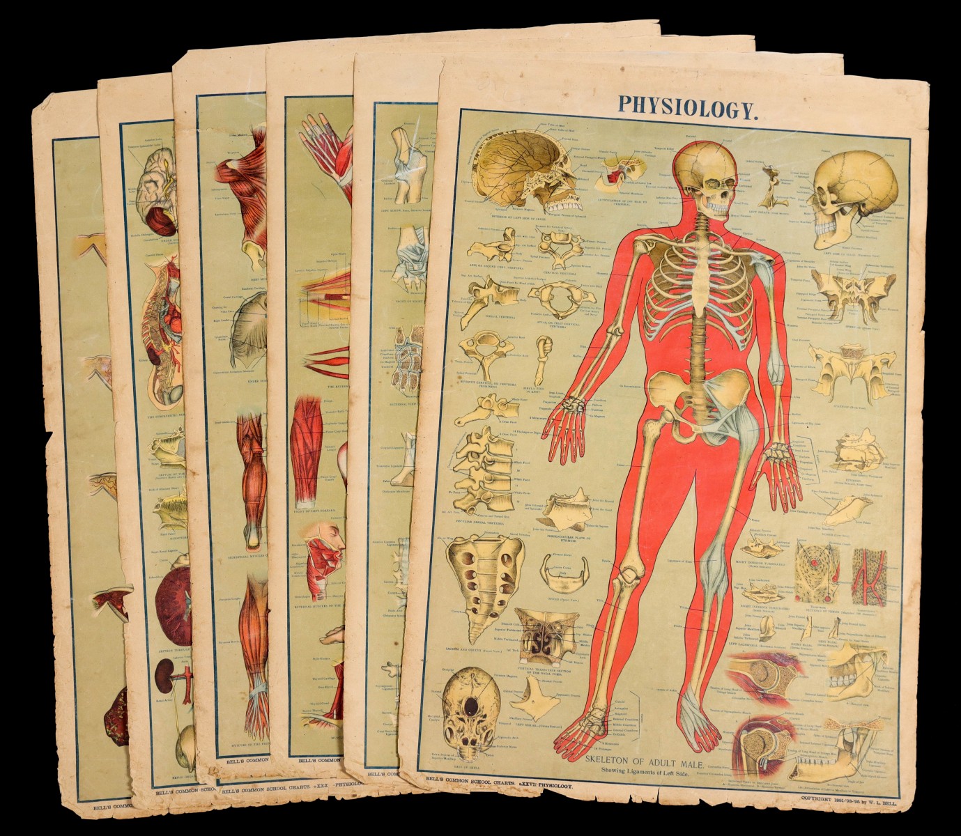BELL'S COMMON SCHOOL CHARTS: PHYSIOLOGY CIRCA 1900
